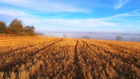 Autumn stubble field at Dotland near Willow View Cottage self catering northumberland.